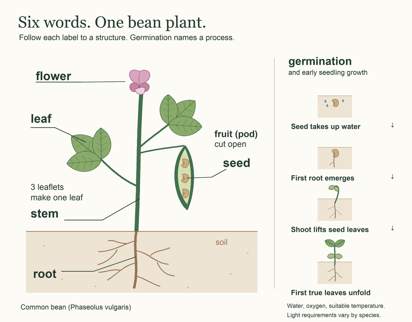 Original simplified bean diagram labels a root below the soil, stem, a leaf with three leaflets, flower, and a seed inside a cut-open fruit pod. Below, a bean takes up water, its root emerges, its curved shoot lifts the seed leaves, and its first true leaves unfold.